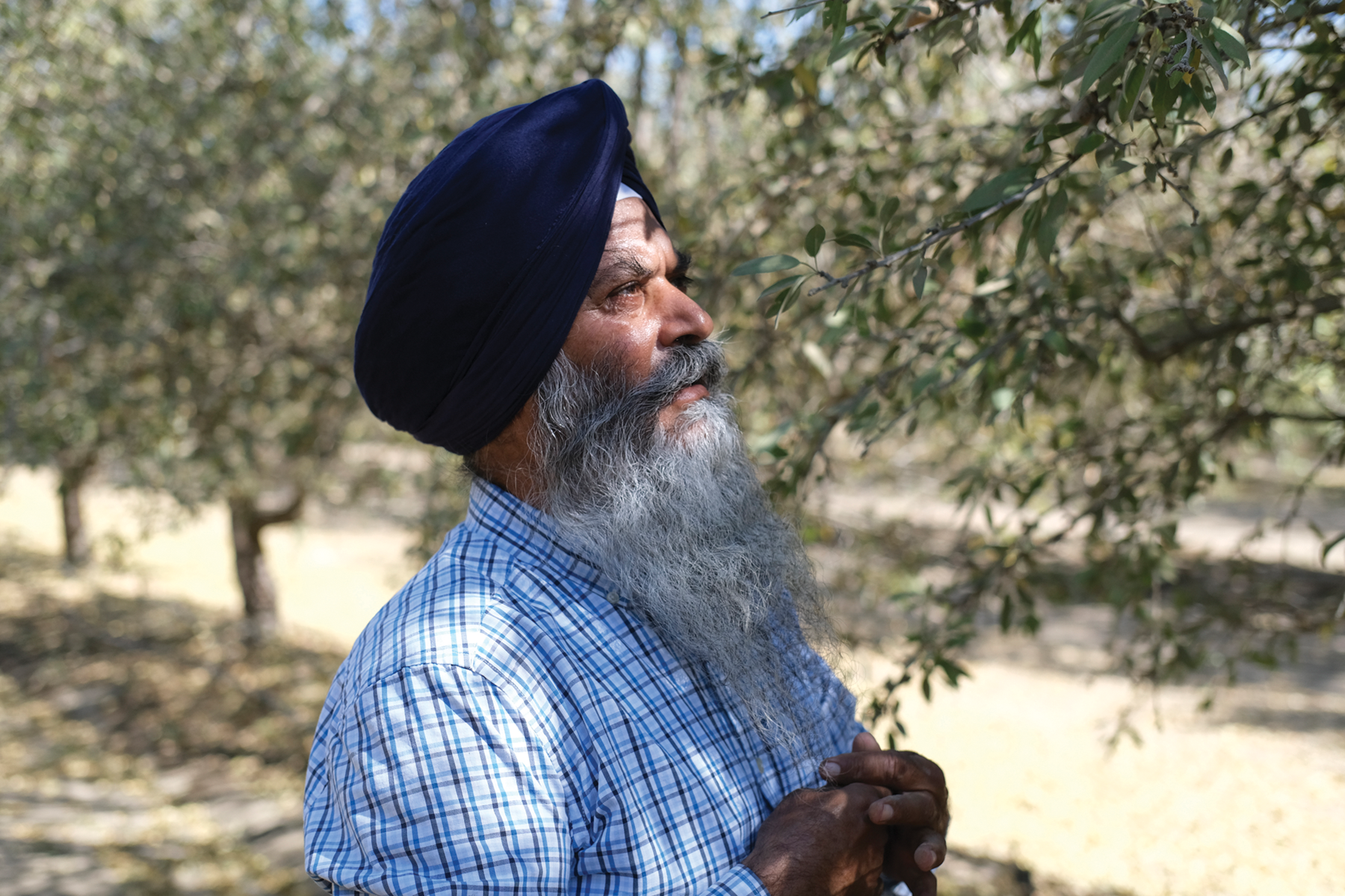 Farms face ruin as groundwater  law takes its toll