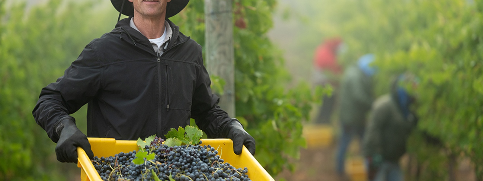 Natural wine trend revives old-fashioned methods