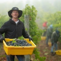 Natural wine trend revives old-fashioned methods