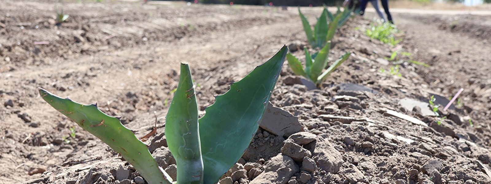 Researchers study potential of agave crop