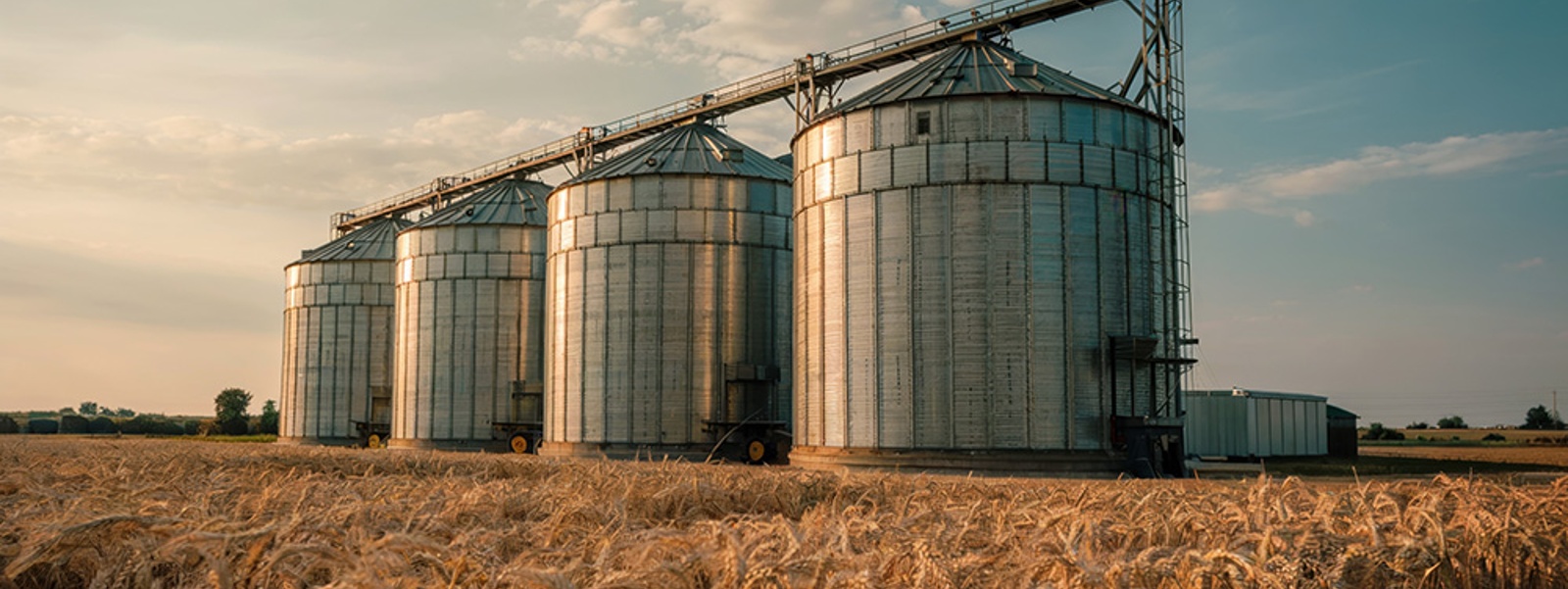 Harvest strategies for managing grain quality, safety risks and storage challenges