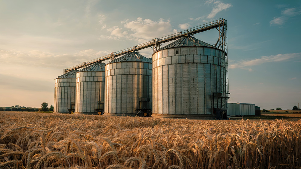 Harvest strategies for managing grain quality, safety risks and storage challenges
