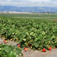 Strawberry growers work to keep pace with demand