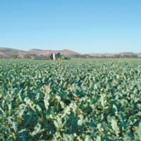 Coastal growers show gains in curbing nitrogen use