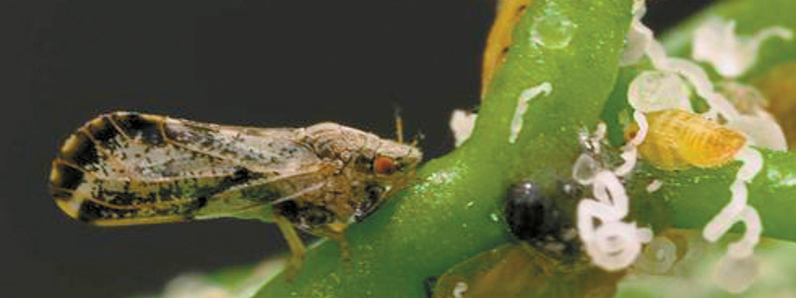 Ventura County detects first infected Asian citrus psyllid
