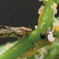 Ventura County detects first infected Asian citrus psyllid
