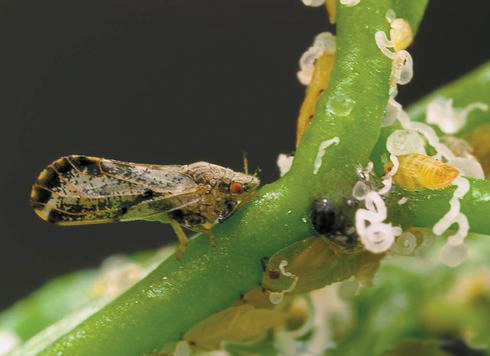 Ventura County detects first infected Asian citrus psyllid