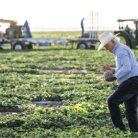 A changing market gets a more durable cantaloupe