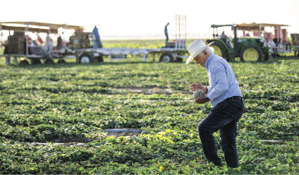 A changing market gets a more durable cantaloupe