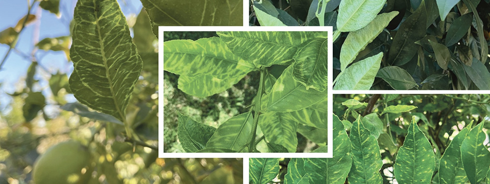 Citrus growers assess risk of new vein clearing virus&nbsp;