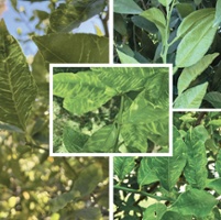 Citrus growers assess risk of new vein clearing virus 