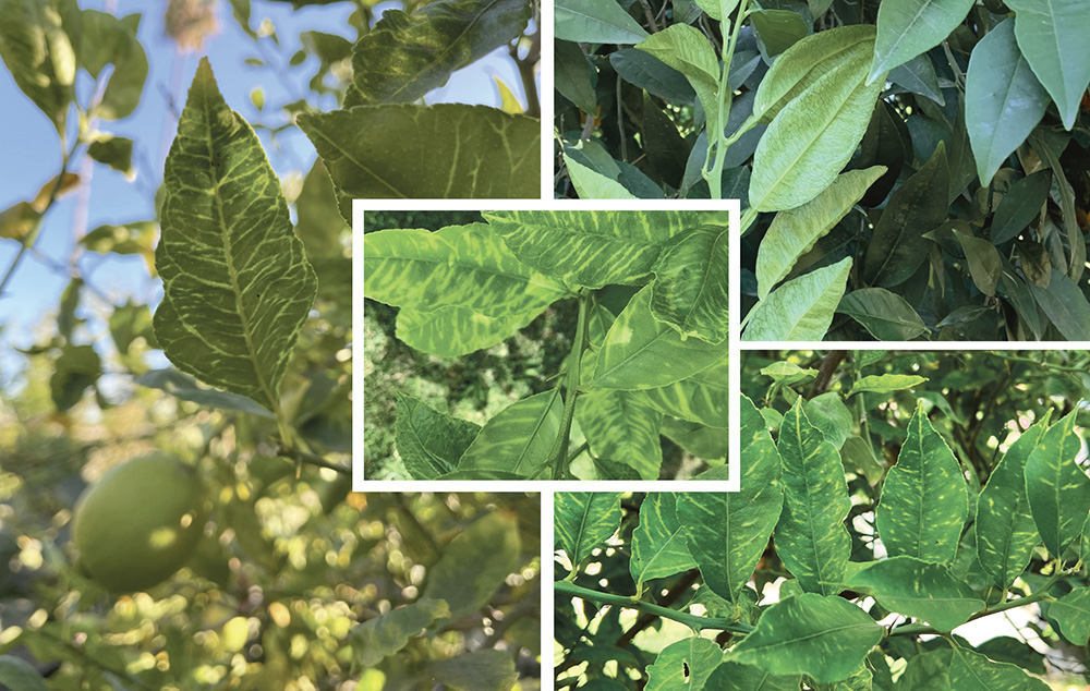 Citrus growers assess risk of new vein clearing virus 