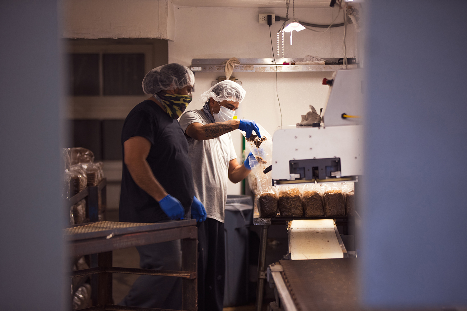 Mushroom growers criticize U-turn on new organic rules