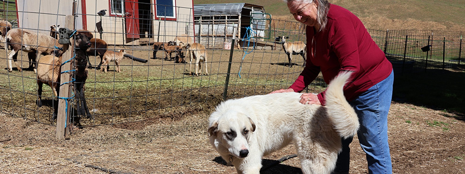 Big cats complicate ranchers' livelihoods