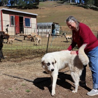 Big cats complicate ranchers' livelihoods