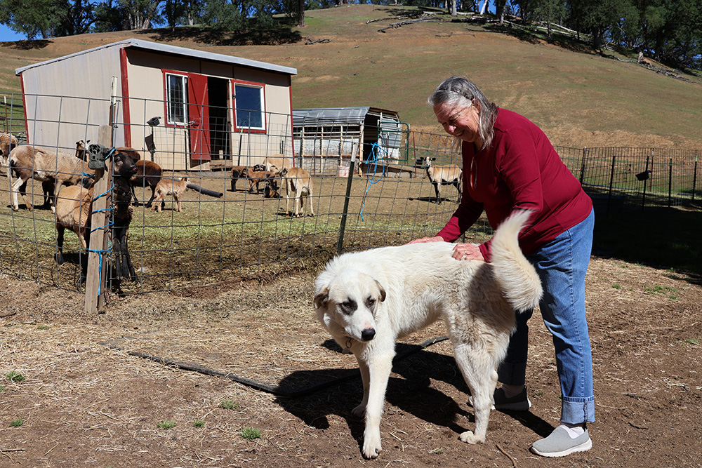 Big cats complicate ranchers' livelihoods
