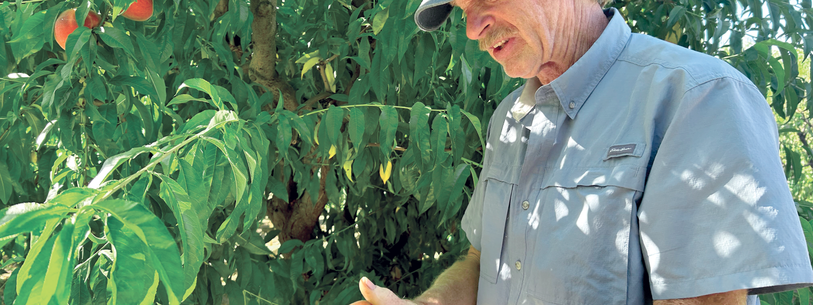 Breeding may support machine harvests