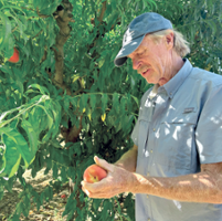 Breeding may support machine harvests