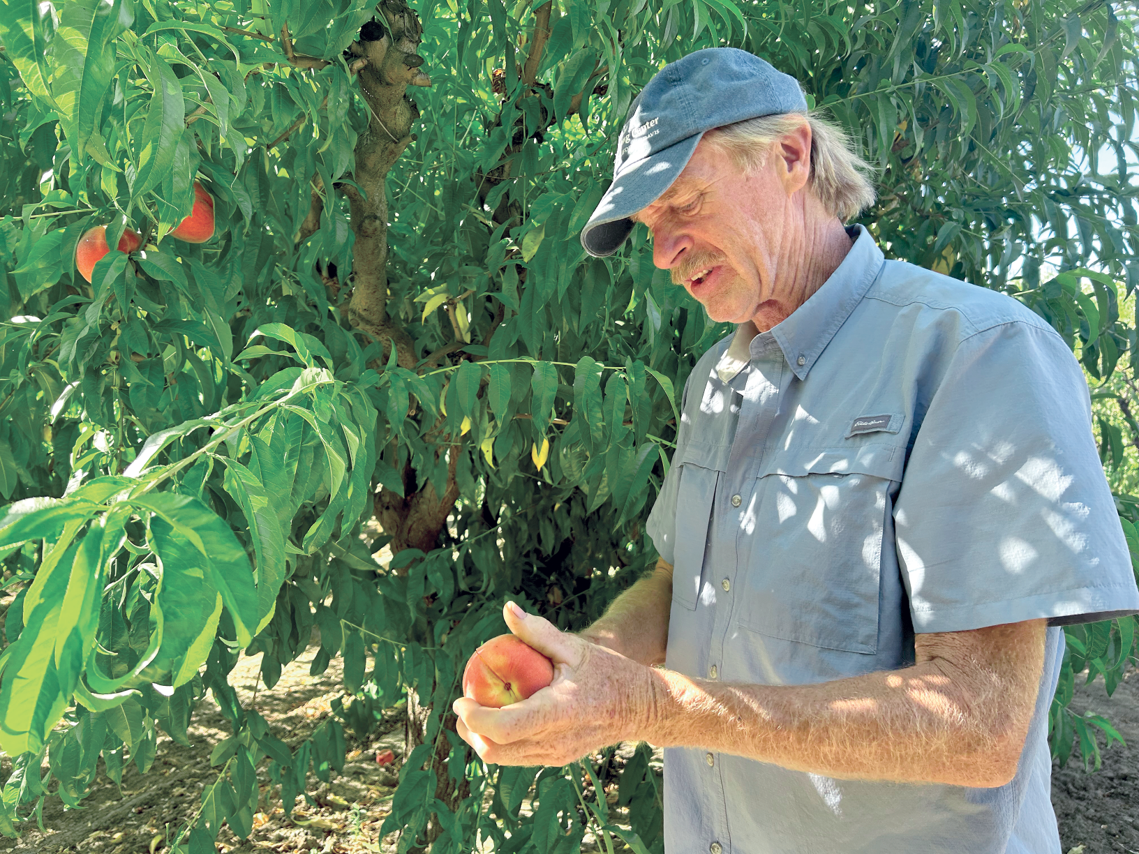 Breeding may support machine harvests