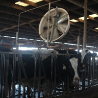 Farmers work to save heat-stressed crops and livestock