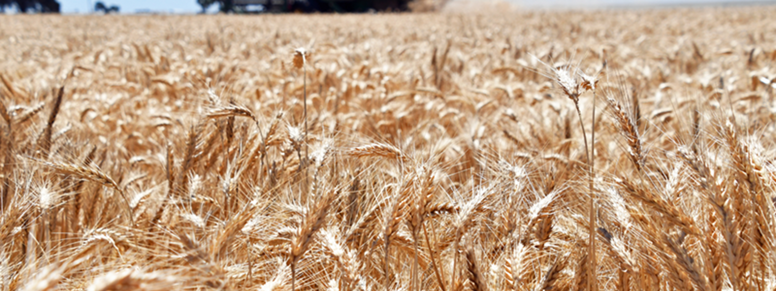 Varied solutions eyed for chickweed in small grains