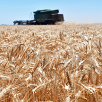 Varied solutions eyed for chickweed in small grains