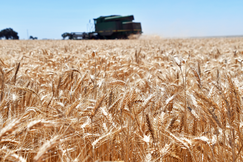 Varied solutions eyed for chickweed in small grains