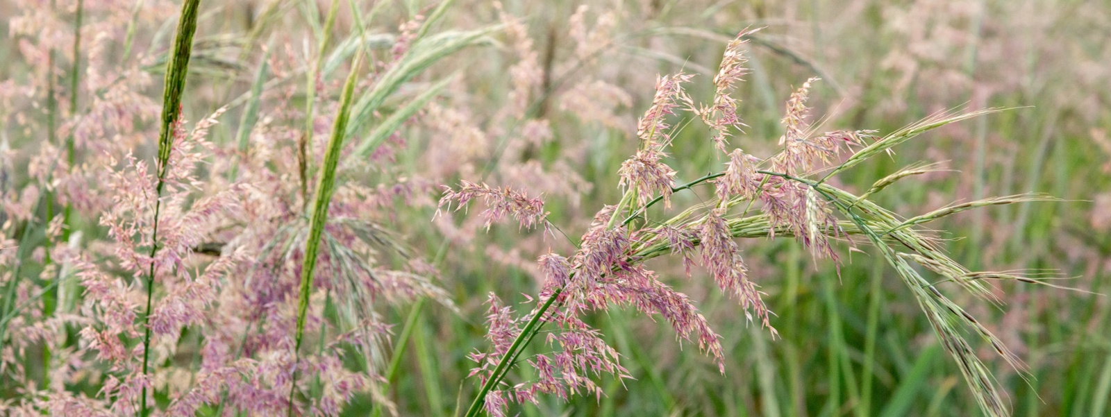 Wild rice prices surge as stocks plummet