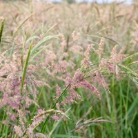 Wild rice prices surge as stocks plummet