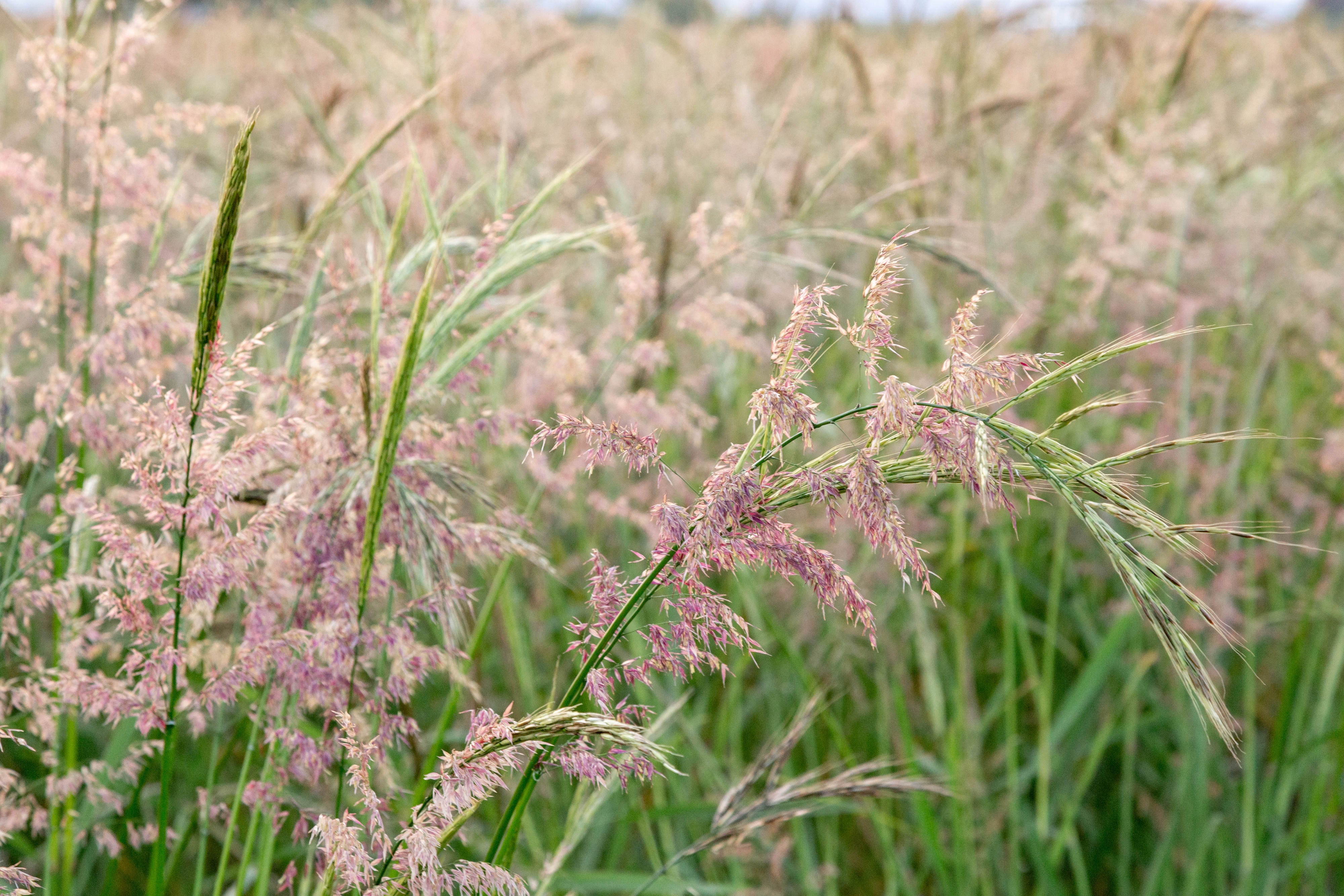 Wild rice prices surge as stocks plummet