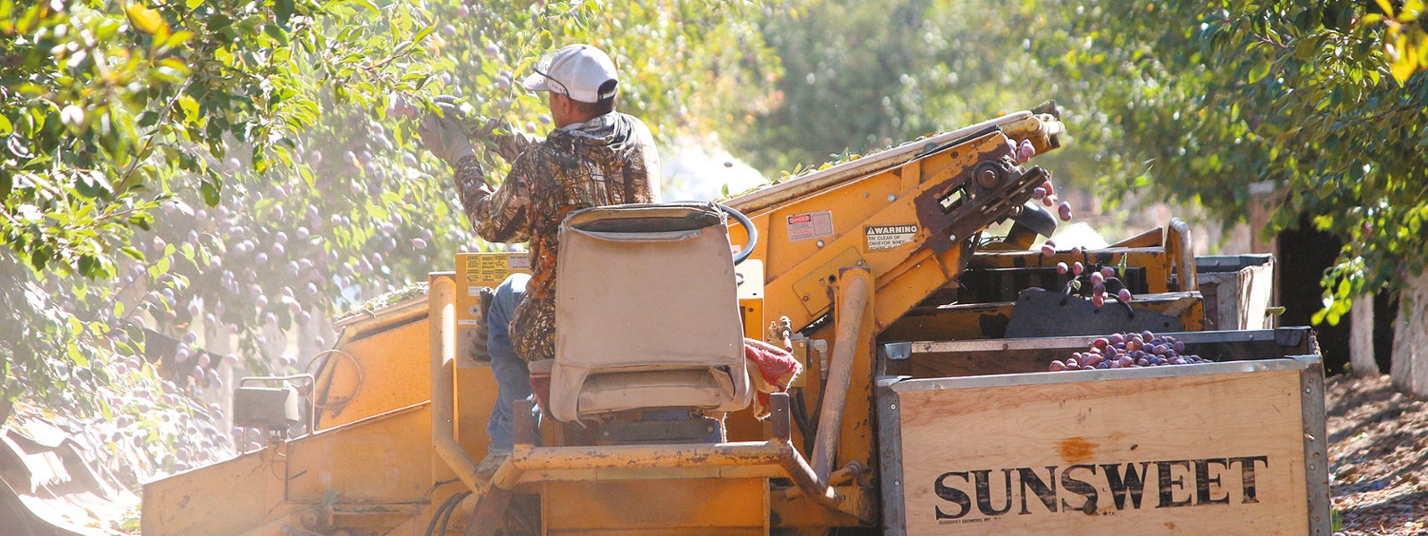 Prune farmers worry about overplanting