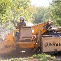 Prune farmers worry about overplanting