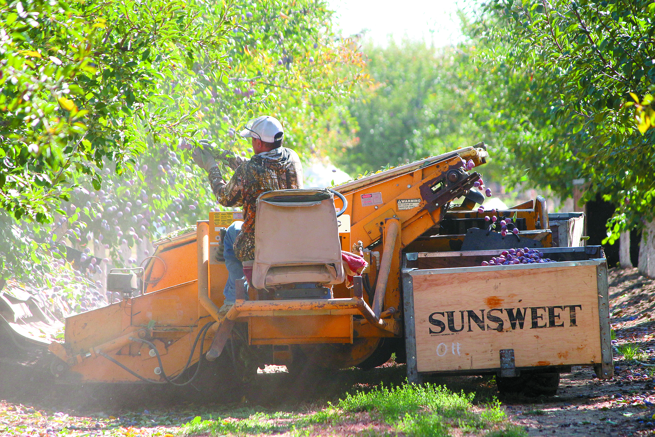 Prune farmers worry about overplanting
