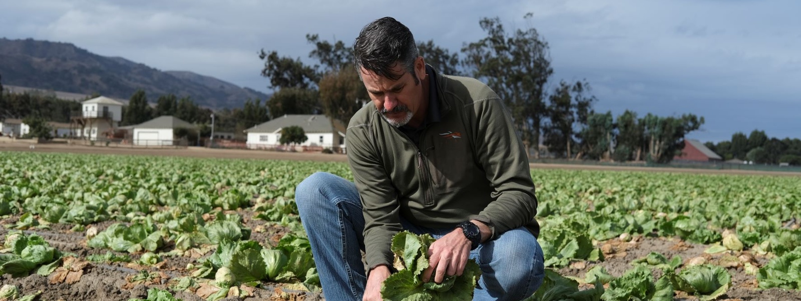 Salinas Valley farmers hit by lettuce virus