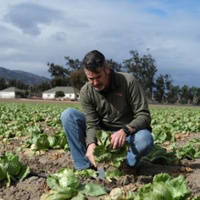 Salinas Valley farmers hit by lettuce virus