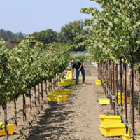 High-wire trellises prep vineyards for hotter climate
