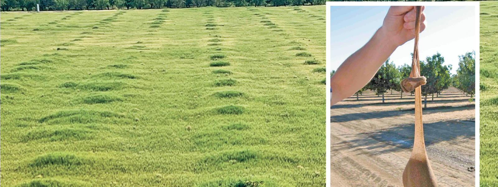 Irrigation News: Increase your bottom line with good irrigation