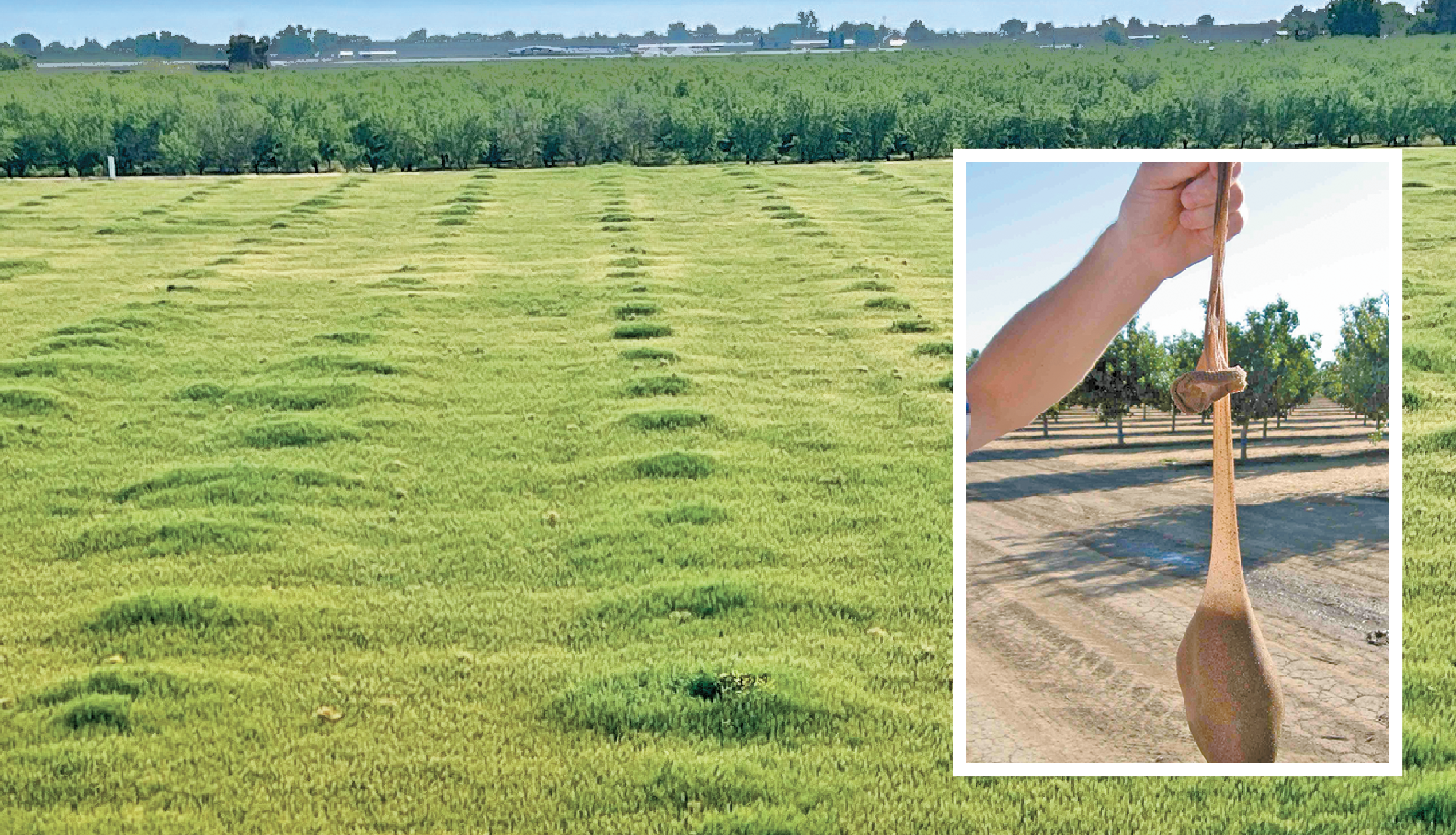 Irrigation News: Increase your bottom line with good irrigation