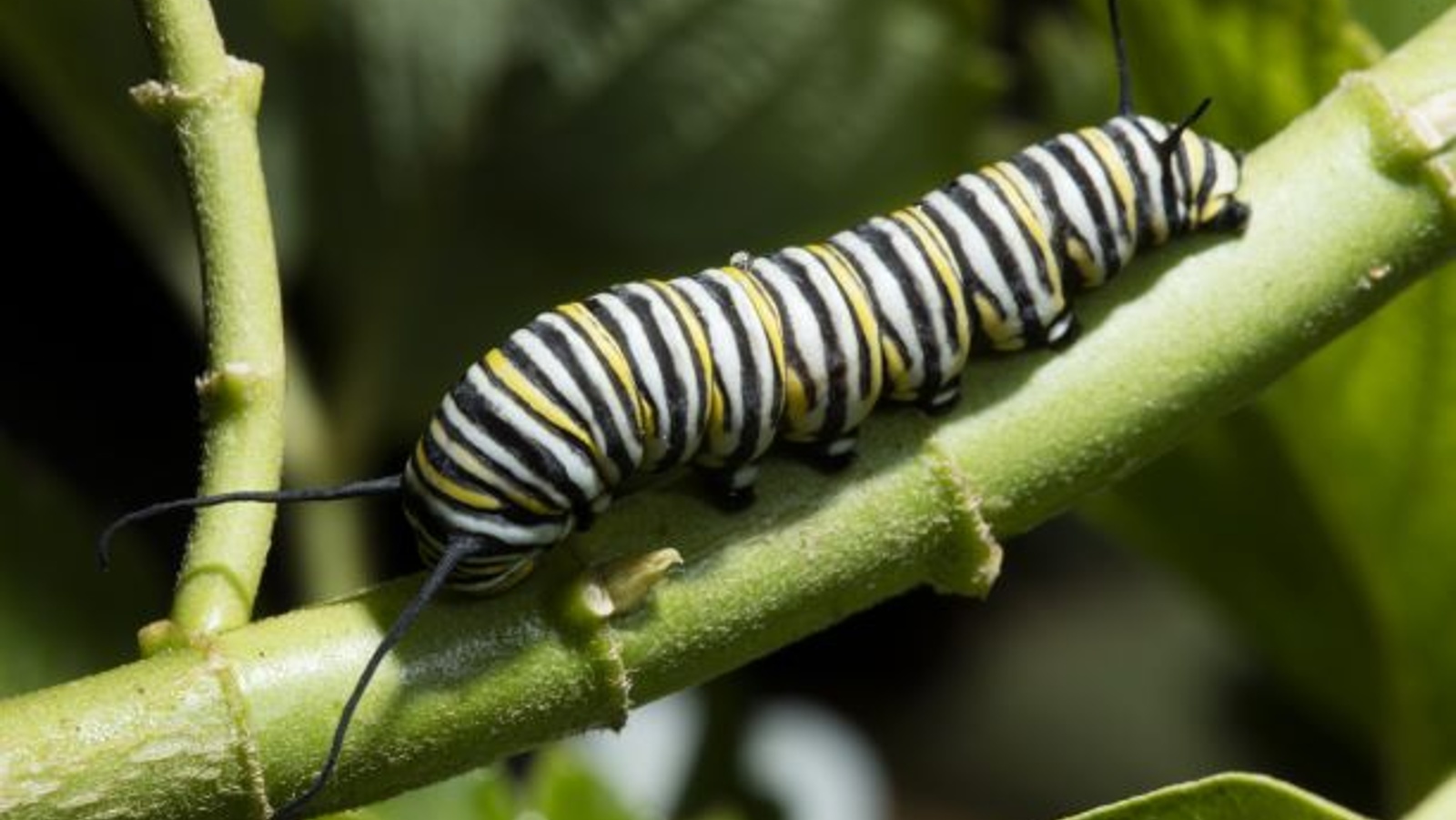 Caterpillar pests pose threats to rice fields, yields