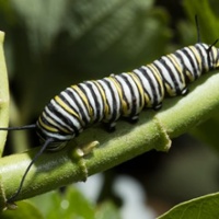 Caterpillar pests pose threats to rice fields, yields