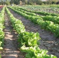 Broccoli, lettuce production costs are rising, studies say