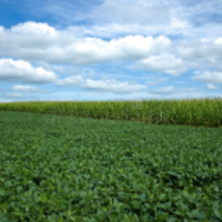 Report: Field crop plantings mixed in challenging times