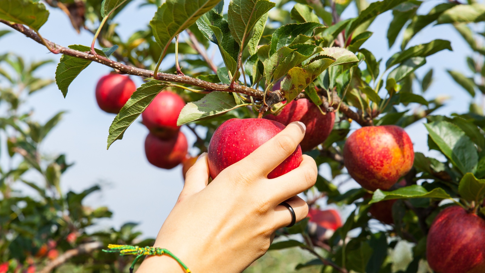 Some state crops may feel squeeze from Ukraine war