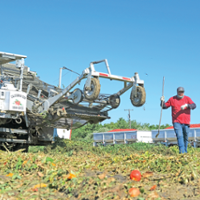 Backlog at harvest may affect tomato crop