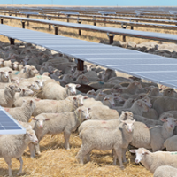 Solar firms use sheep grazing to reduce fire danger