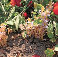 Research funds target destructive weed in tomatoes