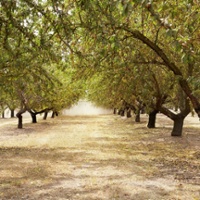 USDA forecasts bigger 2025 almond crop, higher nut set 