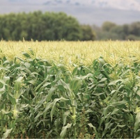 Study: Drip systems can boost yields for sweet corn