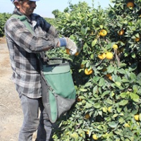 Early, late navel oranges spread out market window 