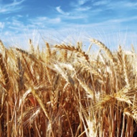 Updated nitrate test can assist small-grain growers